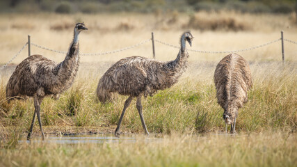 Three wary emus, flightless birds, drink at a pond in the heat of the day with a barb wire fence in the background in the grassland in the outback near Cunnamulla in Southern Queensland, Australia.