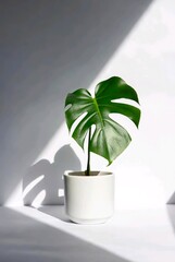 Minimal monstera deliciosa leaf in white ceramic pot on soft light background. Biophilic home decor portrait, calming wellness aesthetic 2026, copy space.