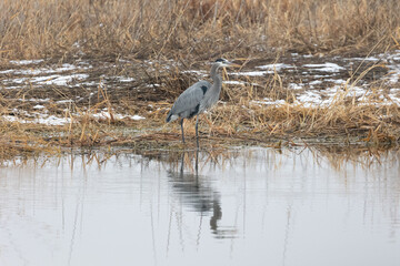 Great Blue Heron standing in the water