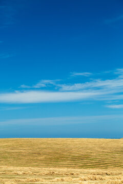 Blue sky over windrows of cut grass hay on a farm