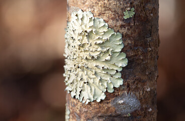 Macro shot of foliose lichen growing on tree bark in a forest, textured pale green lichen on wood surface with blurred natural background, symbiotic organism in nature, detailed botanical photography.