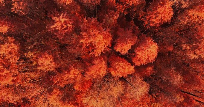 Aerial view of autumn metasequoia forest