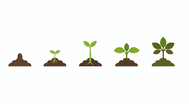 Plant growth stages from seed to young plant vector illustration isolated on white