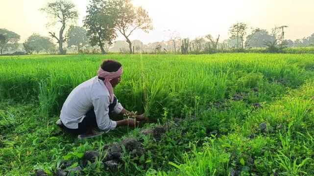 Indian farmer cutting grass in the green field