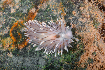 Painted Balloon Aeolis Nudibranch (Eubranchus tricolor) &ndash; North Atlantic Underwater Macro