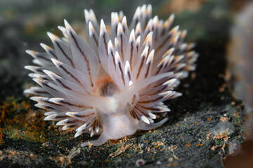 Obraz premium Painted Balloon Aeolis Nudibranch (Eubranchus tricolor) – North Atlantic Underwater Macro