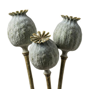 Dried poppy seed heads isolated. Green botanical pods on stems.
