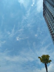Skyscraper and tropical palm tree against a bright blue sky with wispy clouds, urban landscape perspective