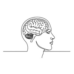Human head with visible brain anatomy illustration