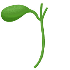 Gallbladder with bile duct anatomy model