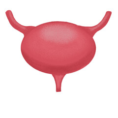 Human urinary bladder anatomy