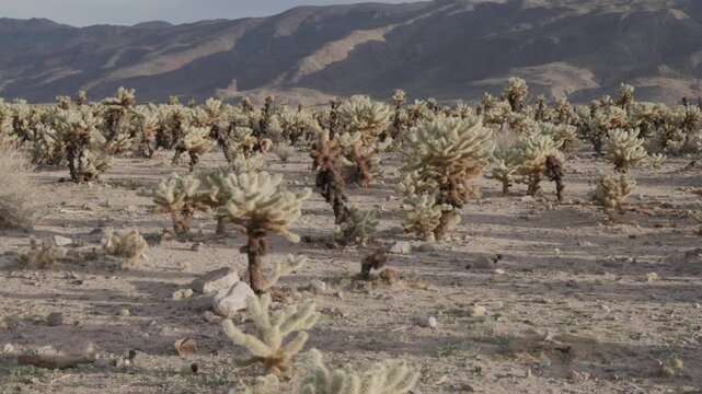 a pan of the area known as cholla cactus garden on a spring afternoon at joshua tree national park in california, usa