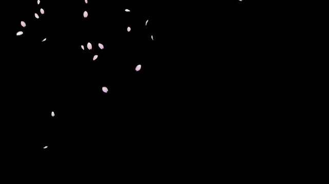 Cherry blossom petals overlay for video composite (4K_24fps)