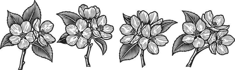 Fototapeta premium hand drawn jasmine flowers with leaves in vintage engraving style, botanical floral design elements