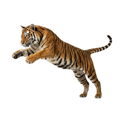 Obraz premium A tiger leaps against a transparent background, its body fully extended mid-pounce.