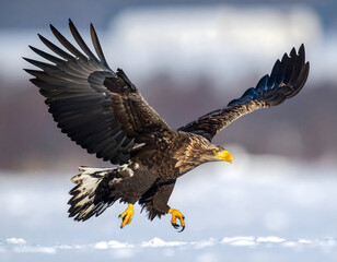 Fototapeta premium A majestic bald eagle in flight spreads its powerful wings across the blue sky, a wild raptor and predator symbolizing freedom in nature
