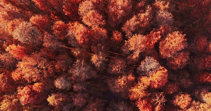 Aerial view of autumn metasequoia forest