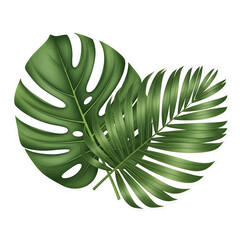"Lush Green Tropical Leaves Monstera and Palm Foliage Isolated on White"