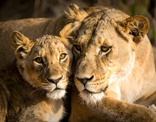 Fototapeta premium Close up portrait of a wild male lion with a majestic mane and intense face as a powerful feline predator in nature