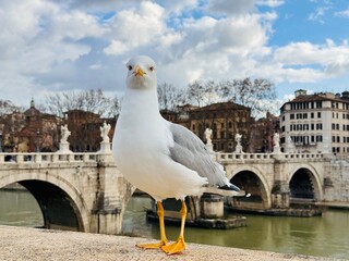 A seagull perched on a stone parapet overlooking Ponte Sant&rsquo;Angelo in Rome, with the historic bridge and angel statues softly blurred in the background
