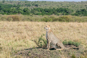 Fototapeta premium A cheetah brothers from tano bora walking in the open plains of Masai Mara National Reserve during a wildlife safari