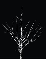 Silhouette of bare tree with branches isolated on black background. Black and white vector illustration
