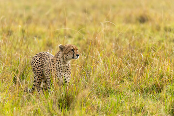 Naklejka premium A cheetah brothers from tano bora walking in the open plains of Masai Mara National Reserve during a wildlife safari