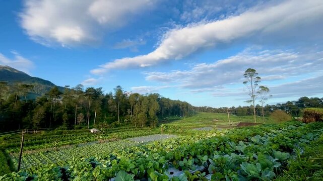 Time-lapse transition from a sunny to misty sky over a cabbage field on the mountainside of Mount Merbabu, capturing the dynamic weather changes in a highland farming landscape.