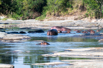 A hippo pod swimming and relaxing in the river stream inside masai mara national reserve during a wildlife safari
