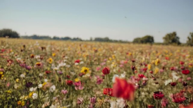 A vibrant field of wildflowers, with varying colors, under a clear, cloudless sky