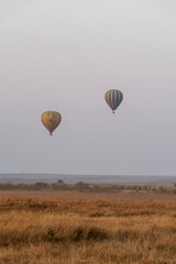 Obraz premium A group of hot-air ballons raising for their morning rides on the early morning with the beautiful sunrise colours in the background inside Masai Mara National Reserve during a wildlife safari
