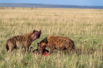 Fototapeta premium A laughing hyena killing a wildebeest near mara river inside Masai Mara National Reserve during a wildlife safari with the herd running in the background