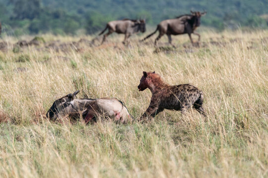 A laughing hyena killing a wildebeest near mara river inside Masai Mara National Reserve during a wildlife safari with the herd running in the background