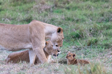 Fototapeta premium A female lioness with her family relaxing in the grasslands of Masai Mara National Reserve during a wildlife safari