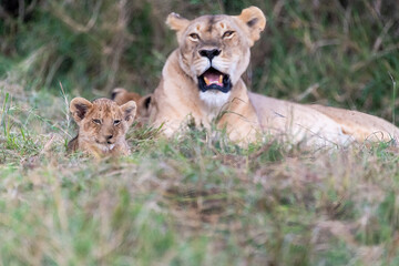 A female lioness with her family relaxing in the grasslands of Masai Mara National Reserve during a wildlife safari