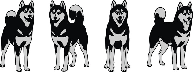 Black and white husky dog illustration set showing different standing poses animal mascot vector design collection © Shoriful