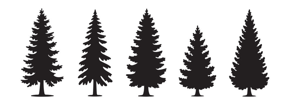 Set of five various black silhouetted evergreen fir trees isolated on white background for design element