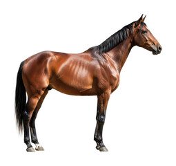 Obraz premium Horse standing majestically in nature animal isolated on transparent background
