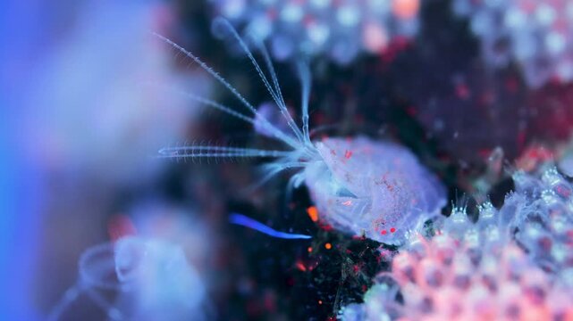 Young crustacea family Balanidae under microscope. They use crowns of their tentacles to capture food. Under ultraviolet light