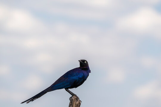 A Ruppell's Starling feeding on the ground in the plains of Masai mara National Reserve during a wildlife safari