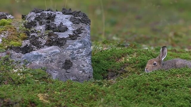 Wild mountain hare hiding behind a rock in green Norway tundra view
