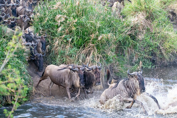 Fototapeta premium A herd of blue wildebeests crossing lower sand river causing commotion among the group with waiting crocs in the river inside Masai mara national reserve during a wildlife safari