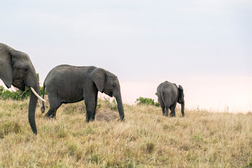 A family of elephants grazing on tall grass inside Masai mara national reserve during a wildlife safari