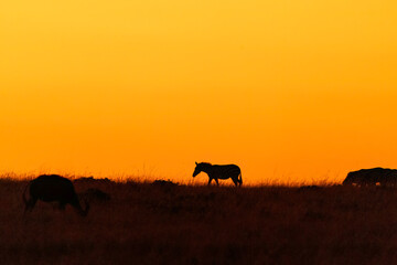A silhouetted zebra against the rising sun in the plains of masai mara national reserve during a wildlife safari