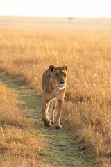 Fototapeta premium A female lioness with beautiful mane from Topi pride walking in the open grasslands of Masai Mara National Reserve during a wildlife safari