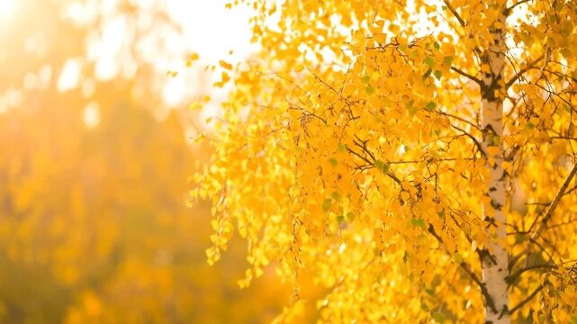 Golden leaves in vibrant autumn light. A birch tree with stunning yellow foliage in a warm, sunny scene