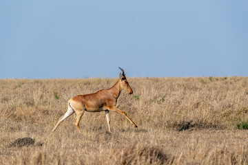 Naklejka premium A Hartebeest grazing on the high grasses in the open savana of Masai Mara National Reserve during a wildlife safari 