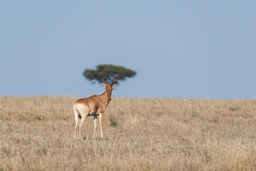Naklejka premium A Hartebeest grazing on the high grasses in the open savana of Masai Mara National Reserve during a wildlife safari 