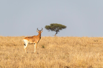 Obraz premium A Hartebeest grazing on the high grasses in the open savana of Masai Mara National Reserve during a wildlife safari 