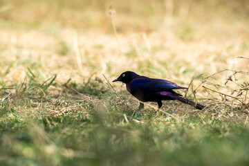 Fototapeta premium A Ruppell's starling perched on top of a tree branch inside Masai Mara national reserve during a wildlife safari